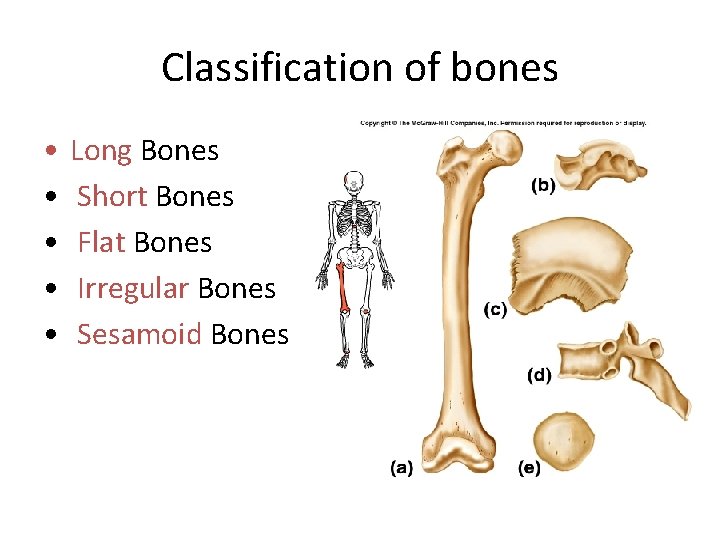 Classification of bones • • • Long Bones Short Bones Flat Bones Irregular Bones