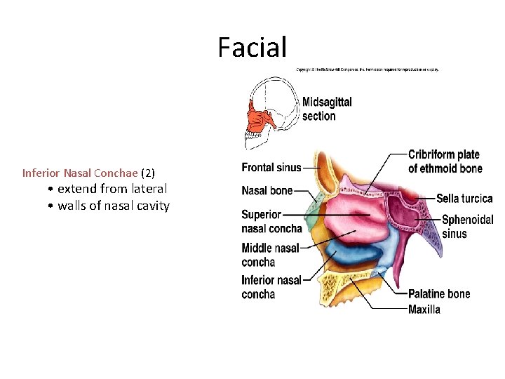 Facial Inferior Nasal Conchae (2) • extend from lateral • walls of nasal cavity