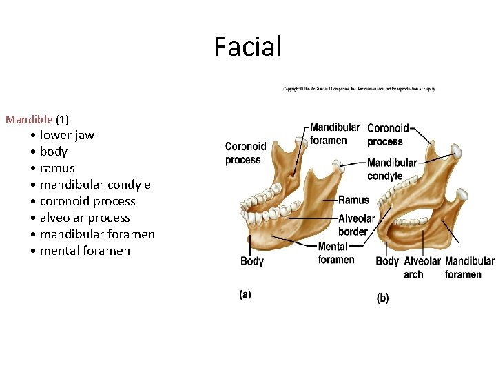 Facial Mandible (1) • lower jaw • body • ramus • mandibular condyle •