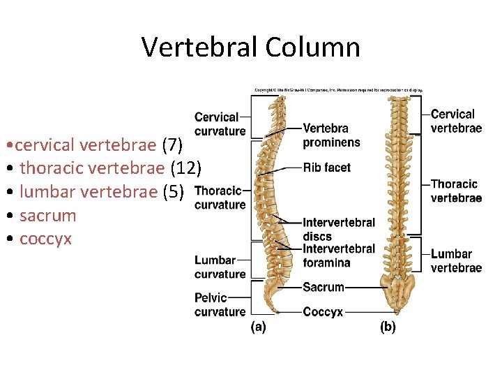 Vertebral Column • cervical vertebrae (7) • thoracic vertebrae (12) • lumbar vertebrae (5)