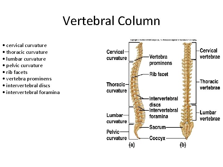 Vertebral Column • cervical curvature • thoracic curvature • lumbar curvature • pelvic curvature