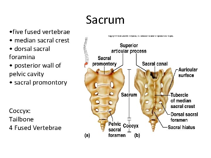  • five fused vertebrae • median sacral crest • dorsal sacral foramina •