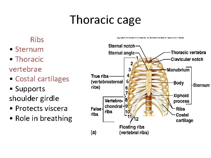 Thoracic cage Ribs • Sternum • Thoracic vertebrae • Costal cartilages • Supports shoulder