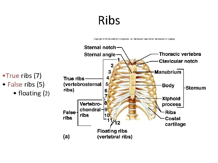 Ribs • True ribs (7) • False ribs (5) • floating (2) 