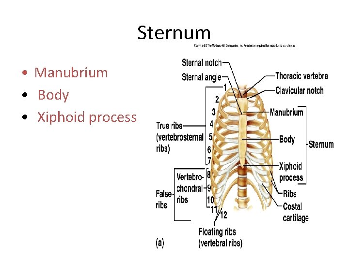 Sternum • Manubrium • Body • Xiphoid process 