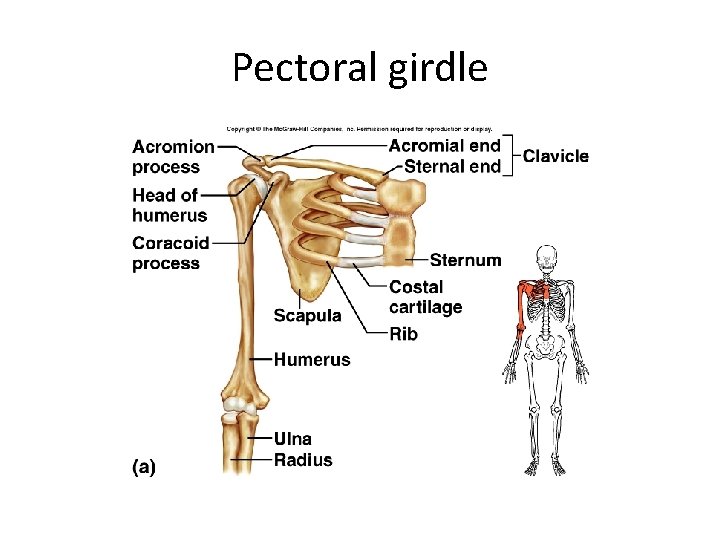 Pectoral girdle 