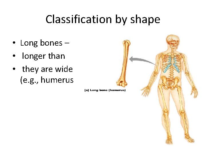 Classification by shape • Long bones – • longer than • they are wide