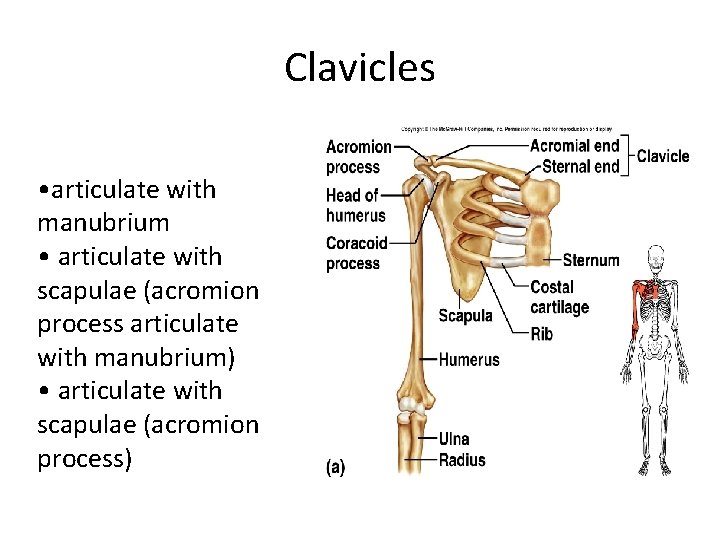 Clavicles • articulate with manubrium • articulate with scapulae (acromion process articulate with manubrium)