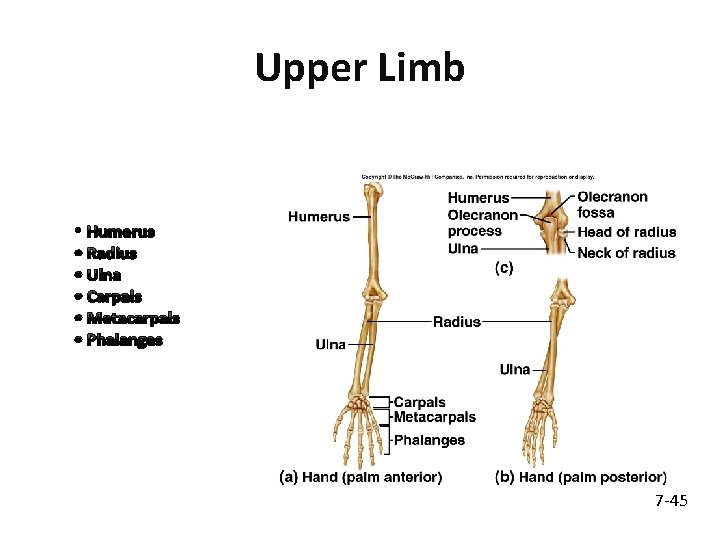 Upper Limb • Humerus • Radius • Ulna • Carpals • Metacarpals • Phalanges