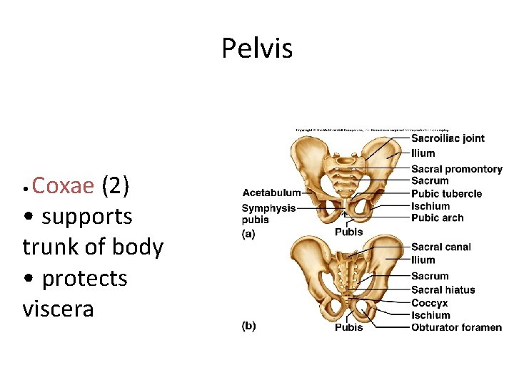 Pelvis Coxae (2) • supports trunk of body • protects viscera • 