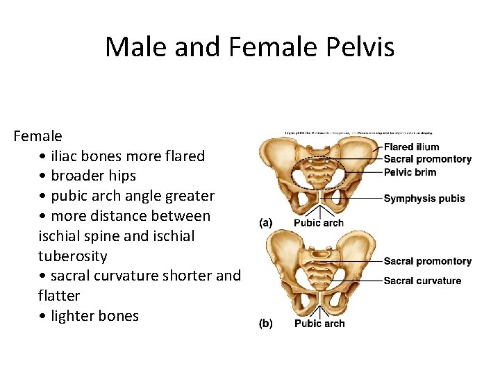 Male and Female Pelvis Female • iliac bones more flared • broader hips •