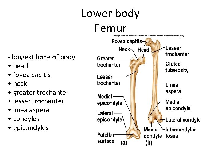 Lower body Femur • longest bone of body • head • fovea capitis •