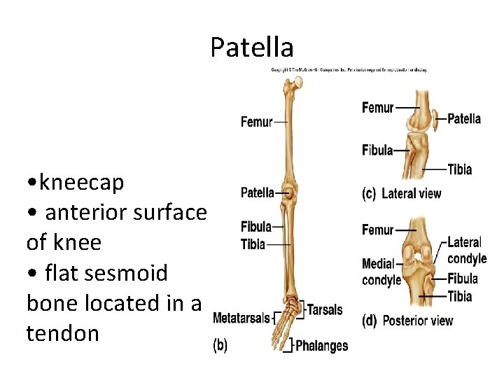 Patella • kneecap • anterior surface of knee • flat sesmoid bone located in