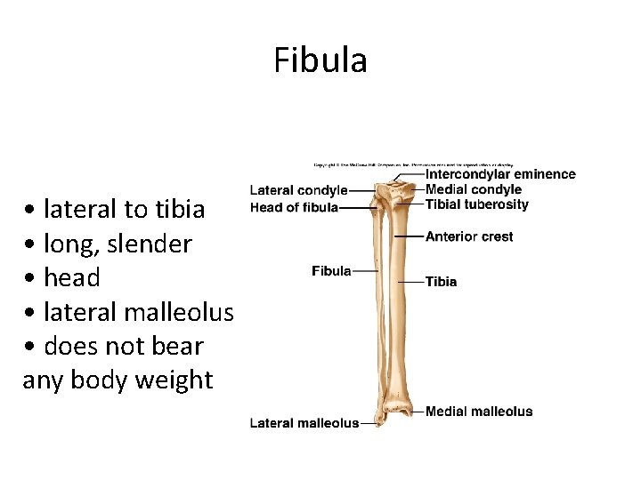 Fibula • lateral to tibia • long, slender • head • lateral malleolus •