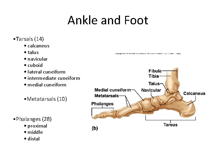 Ankle and Foot • Tarsals (14) • calcaneus • talus • navicular • cuboid