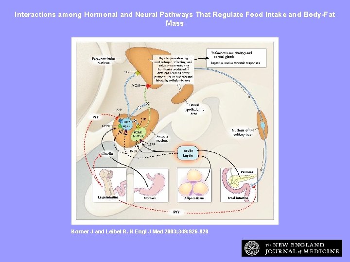 Interactions among Hormonal and Neural Pathways That Regulate Food Intake and Body-Fat Mass Korner