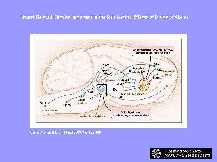 Neural Reward Circuits Important in the Reinforcing Effects of Drugs of Abuse Camí, J.