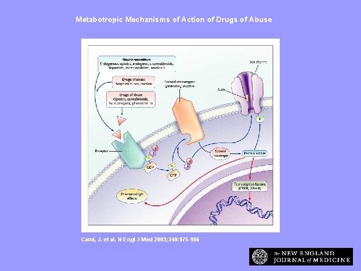 Metabotropic Mechanisms of Action of Drugs of Abuse Camí, J. et al. N Engl