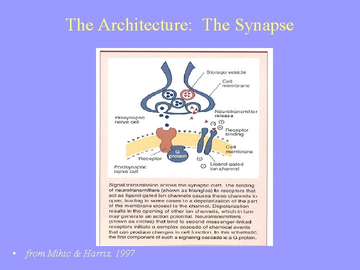 The Architecture: The Synapse • from Mihic & Harris, 1997 