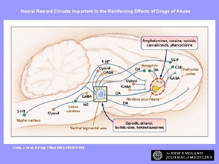 Neural Reward Circuits Important in the Reinforcing Effects of Drugs of Abuse Camí, J.