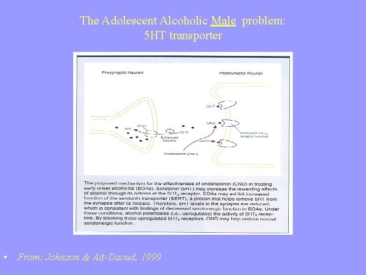 The Adolescent Alcoholic Male problem: 5 HT transporter • From: Johnson & Ait-Daoud, 1999