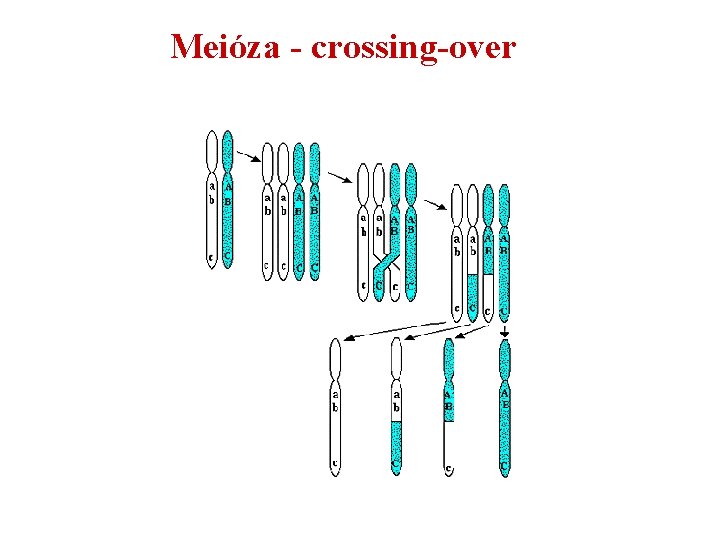 Meióza - crossing-over 