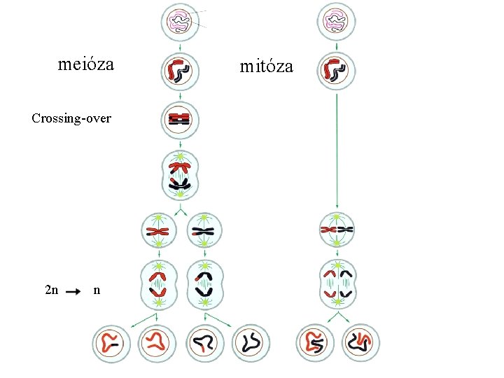 meióza Crossing-over 2 n n mitóza 