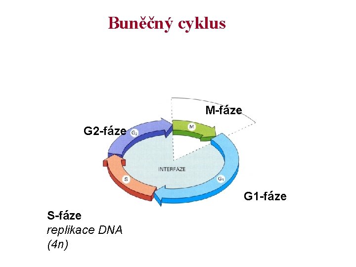 Buněčný cyklus M-fáze G 2 -fáze G 1 -fáze S-fáze replikace DNA (4 n)