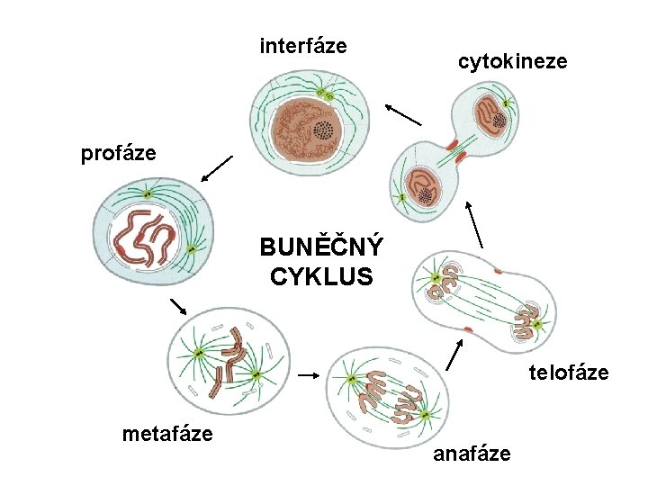 interfáze cytokineze profáze BUNĚČNÝ CYKLUS telofáze metafáze anafáze 