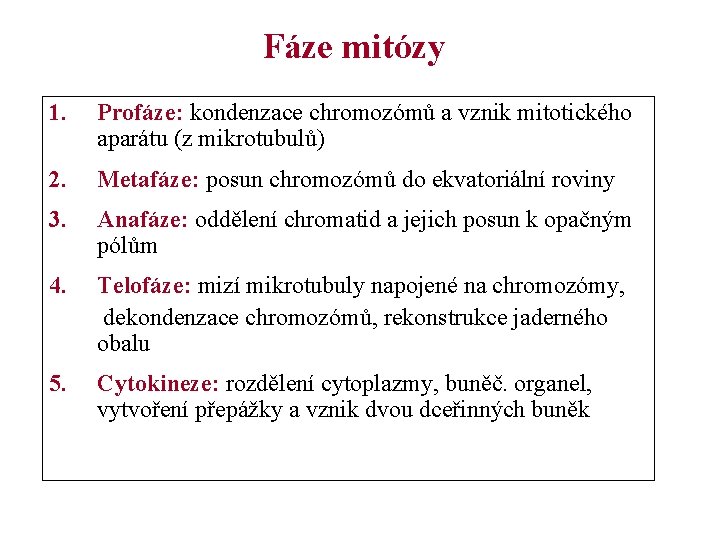 Fáze mitózy 1. Profáze: kondenzace chromozómů a vznik mitotického aparátu (z mikrotubulů) 2. Metafáze: