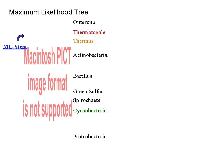 Maximum Likelihood Tree ML-Stem Alternative Tree Outgroup Thermotogale Thermus Actinobacteria Cyanobacteria Bacillus Green Sulfur