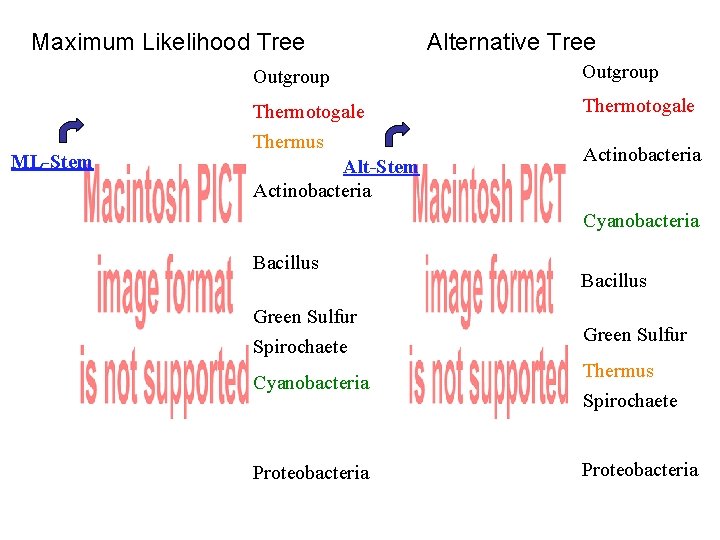 Maximum Likelihood Tree ML-Stem Alternative Tree Outgroup Thermotogale Thermus Alt-Stem Actinobacteria Cyanobacteria Bacillus Green