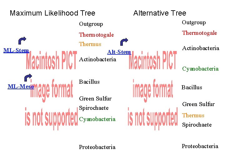 Maximum Likelihood Tree ML-Stem Alternative Tree Outgroup Thermotogale Thermus Alt-Stem Actinobacteria Cyanobacteria ML-Meso Bacillus