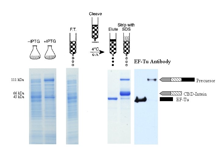 EF-Tu Antibody 111 k. Da 66 k. Da 45 k. Da Precursor CBD-Intein EF-Tu