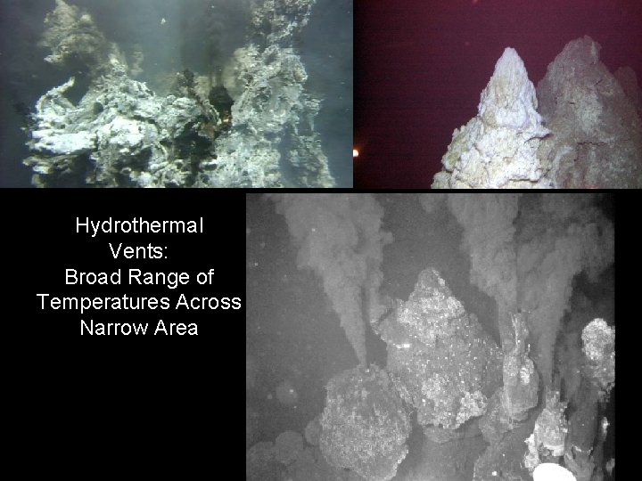 Hydrothermal Vents: Broad Range of Temperatures Across Narrow Area 