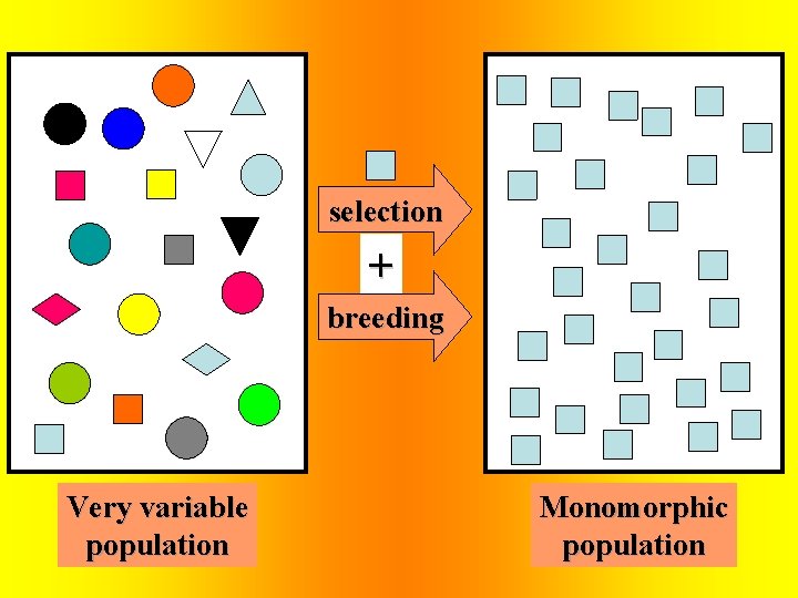 selection + breeding Very variable population Monomorphic population 