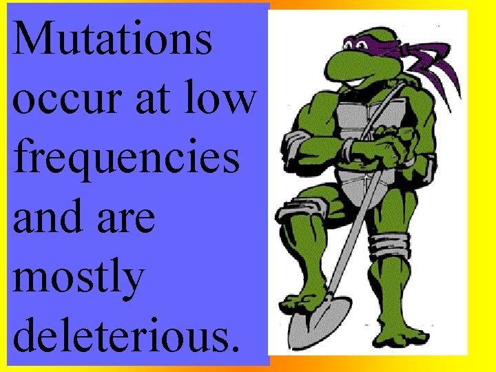 Mutations occur at low frequencies and are mostly deleterious. 