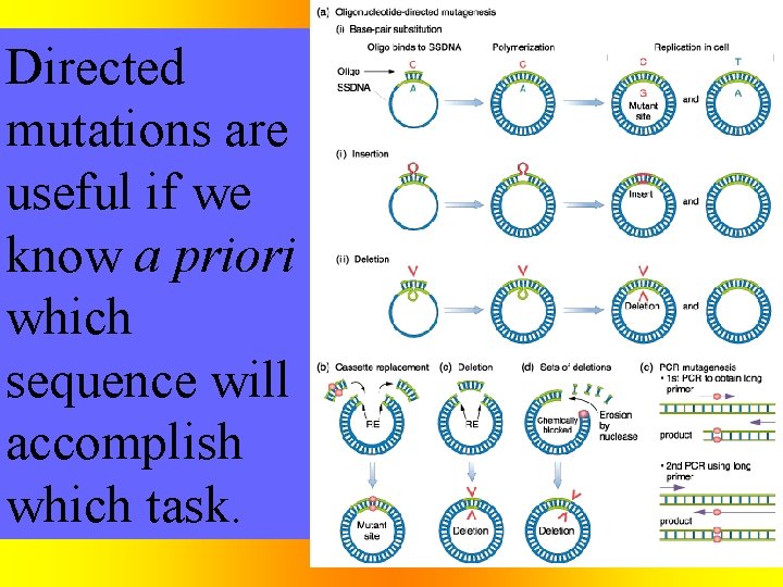 Directed mutations are useful if we know a priori which sequence will accomplish which