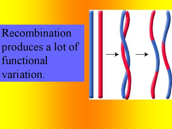 Recombination produces a lot of functional variation. 