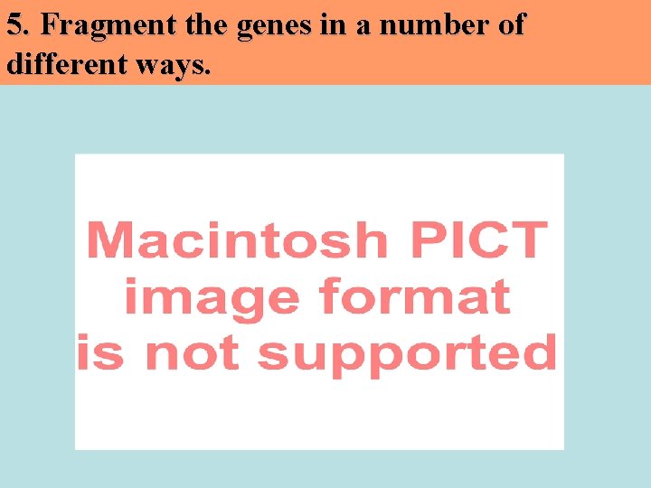 5. Fragment the genes in a number of different ways. 