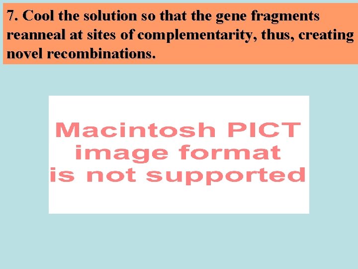 7. Cool the solution so that the gene fragments reanneal at sites of complementarity,