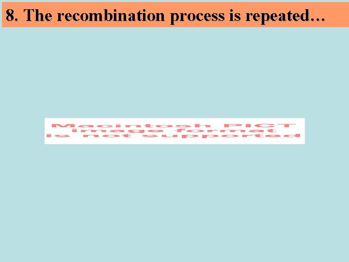 8. The recombination process is repeated… 