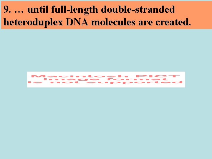 9. … until full-length double-stranded heteroduplex DNA molecules are created. 