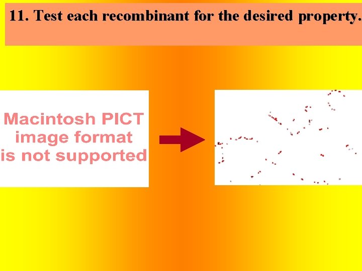 11. Test each recombinant for the desired property. 