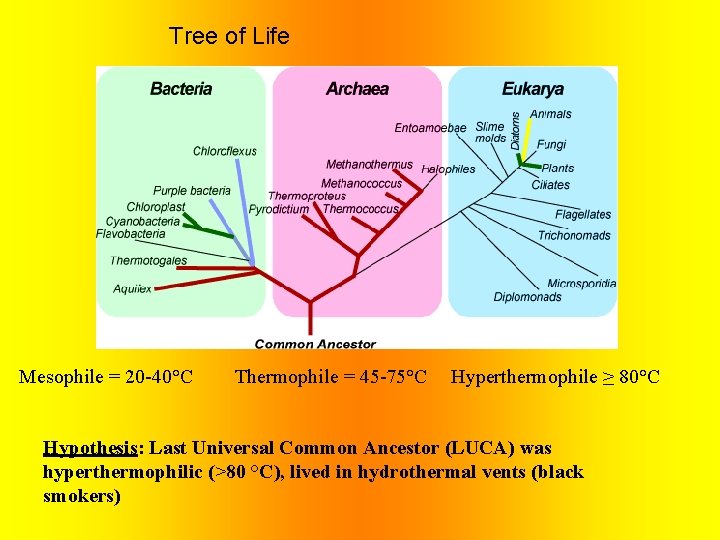 Tree of Life Mesophile = 20 -40°C Thermophile = 45 -75°C Hyperthermophile ≥ 80°C