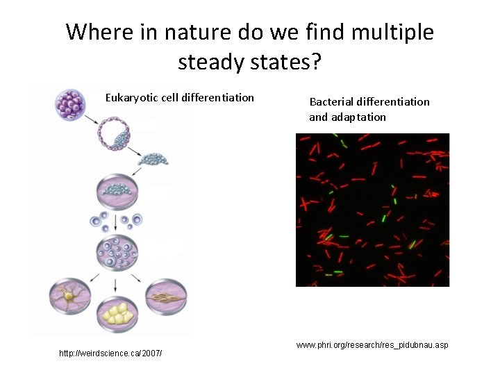Where in nature do we find multiple steady states? Eukaryotic cell differentiation http: //weirdscience.