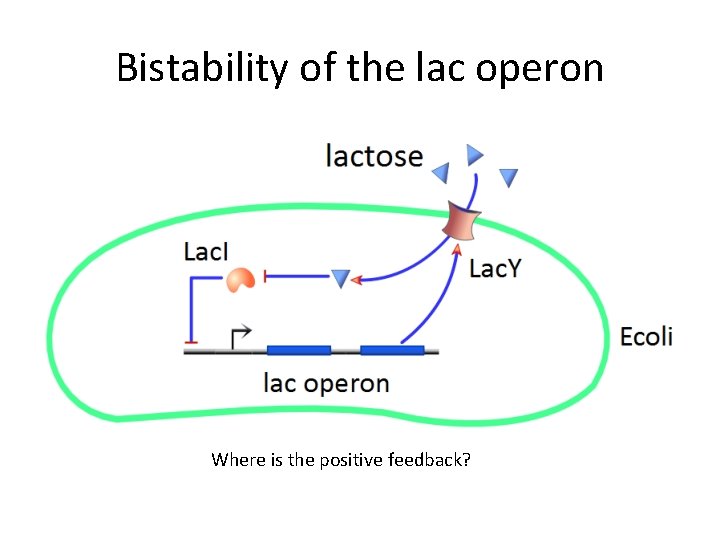 Bistability of the lac operon Where is the positive feedback? 