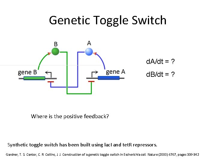 Genetic Toggle Switch d. A/dt = ? d. B/dt = ? Where is the