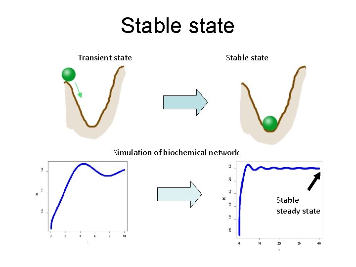 Stable state Transient state Stable state Simulation of biochemical network Stable steady state 