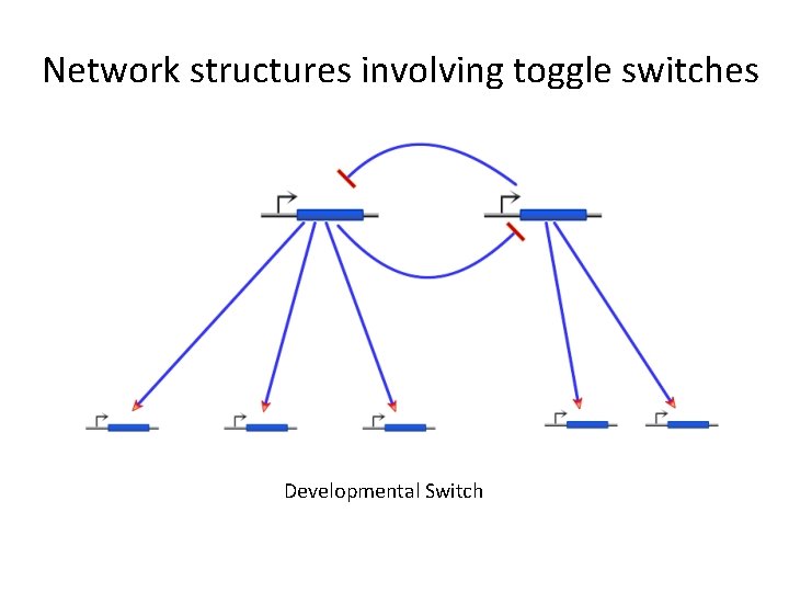 Network structures involving toggle switches Developmental Switch 